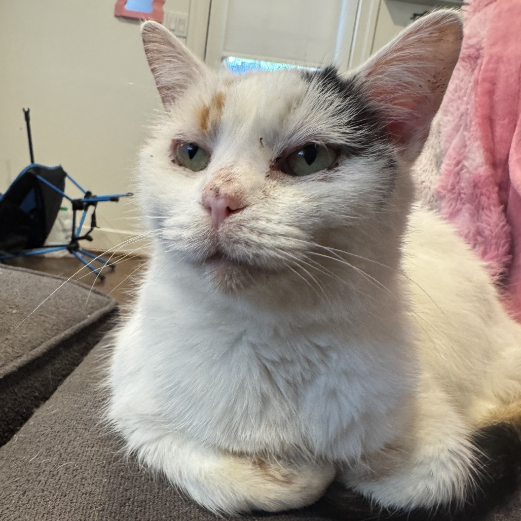 Chessie (4)