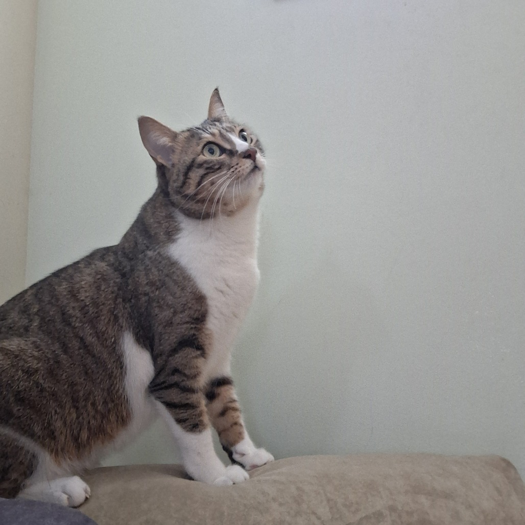 Chipie (1)