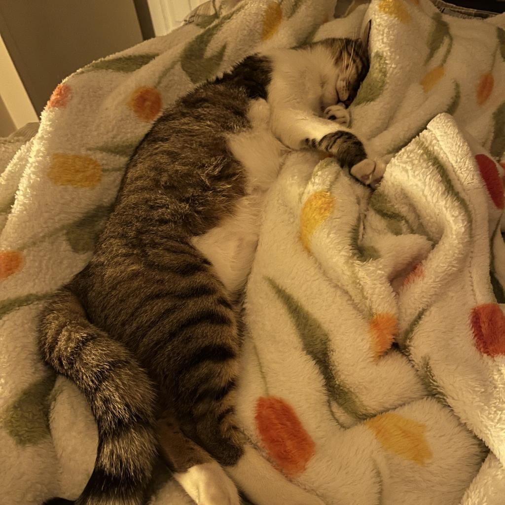 Chipie (10)