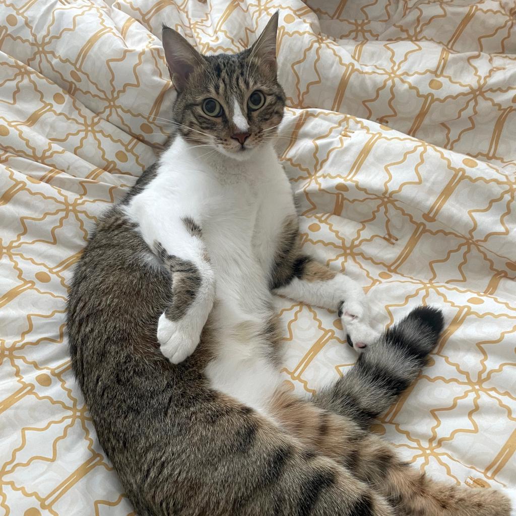 Chipie (12)
