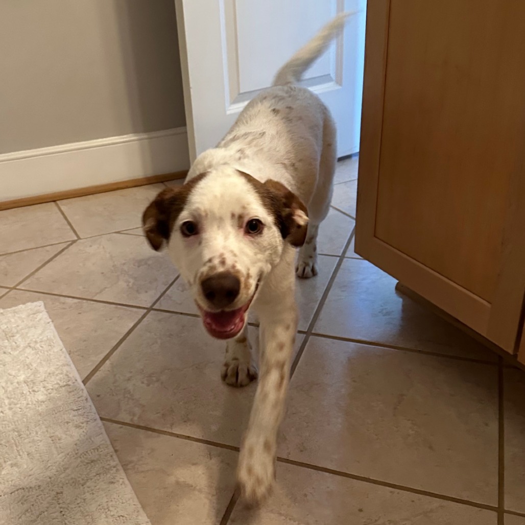 Disco puppy Boogie (1)