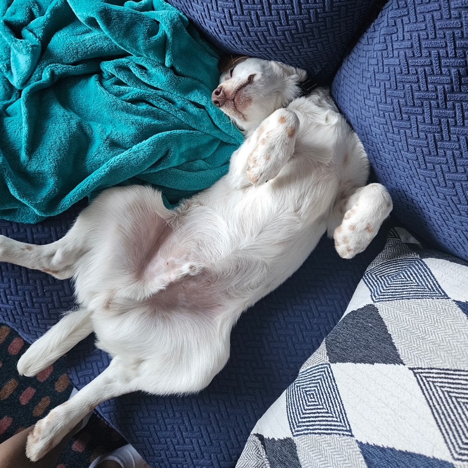 Disco puppy Boogie (2)