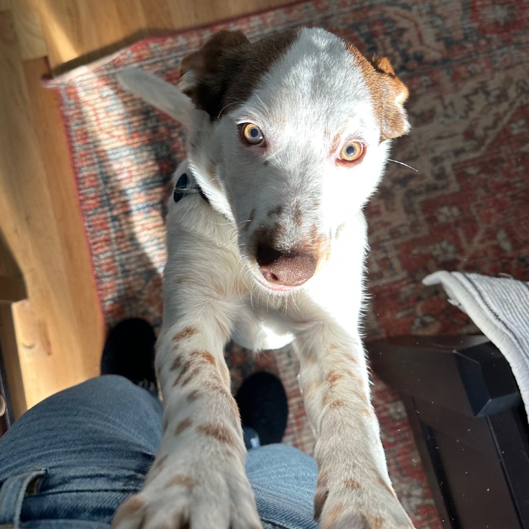 Disco puppy Boogie (3)