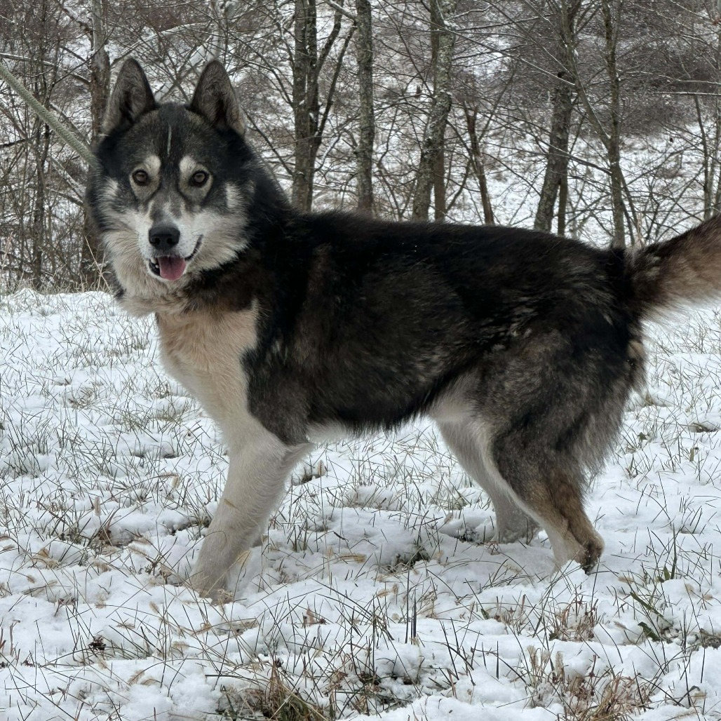 Huron (2)
