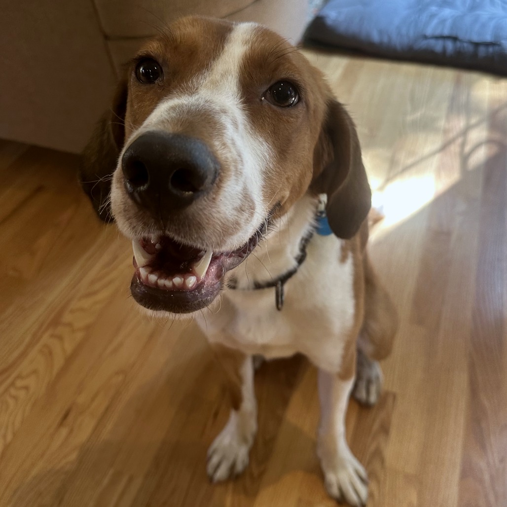 Jake (4)