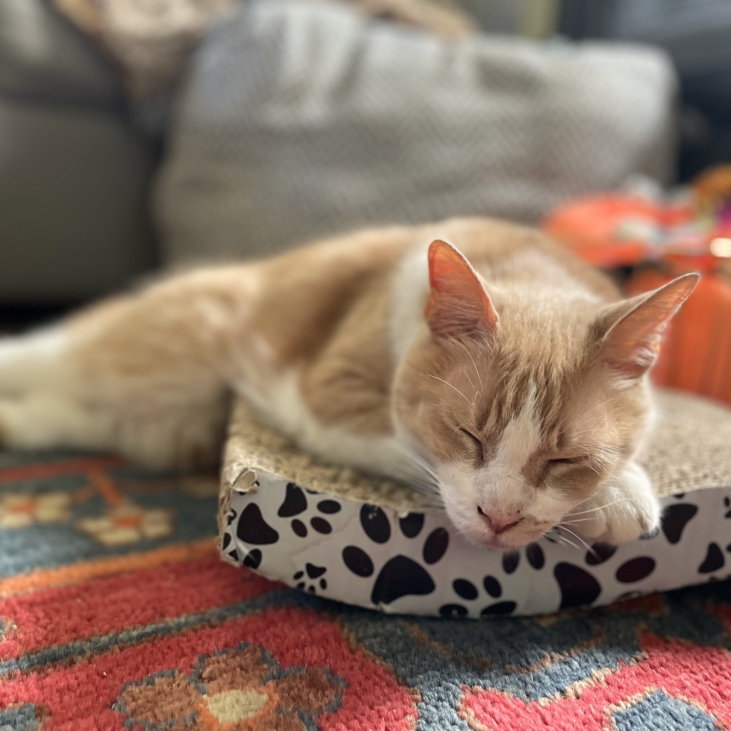 Pumpkin (1)