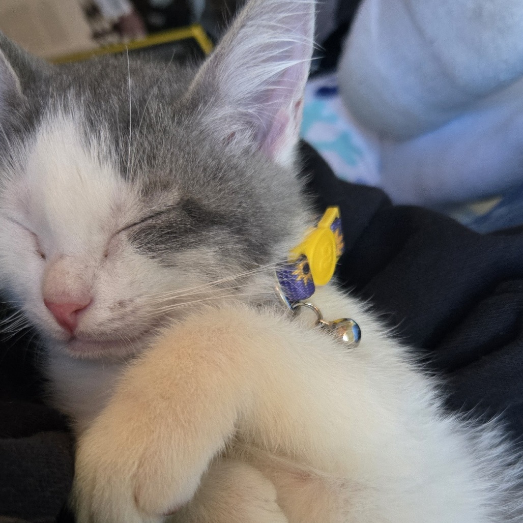 Rajah (5)