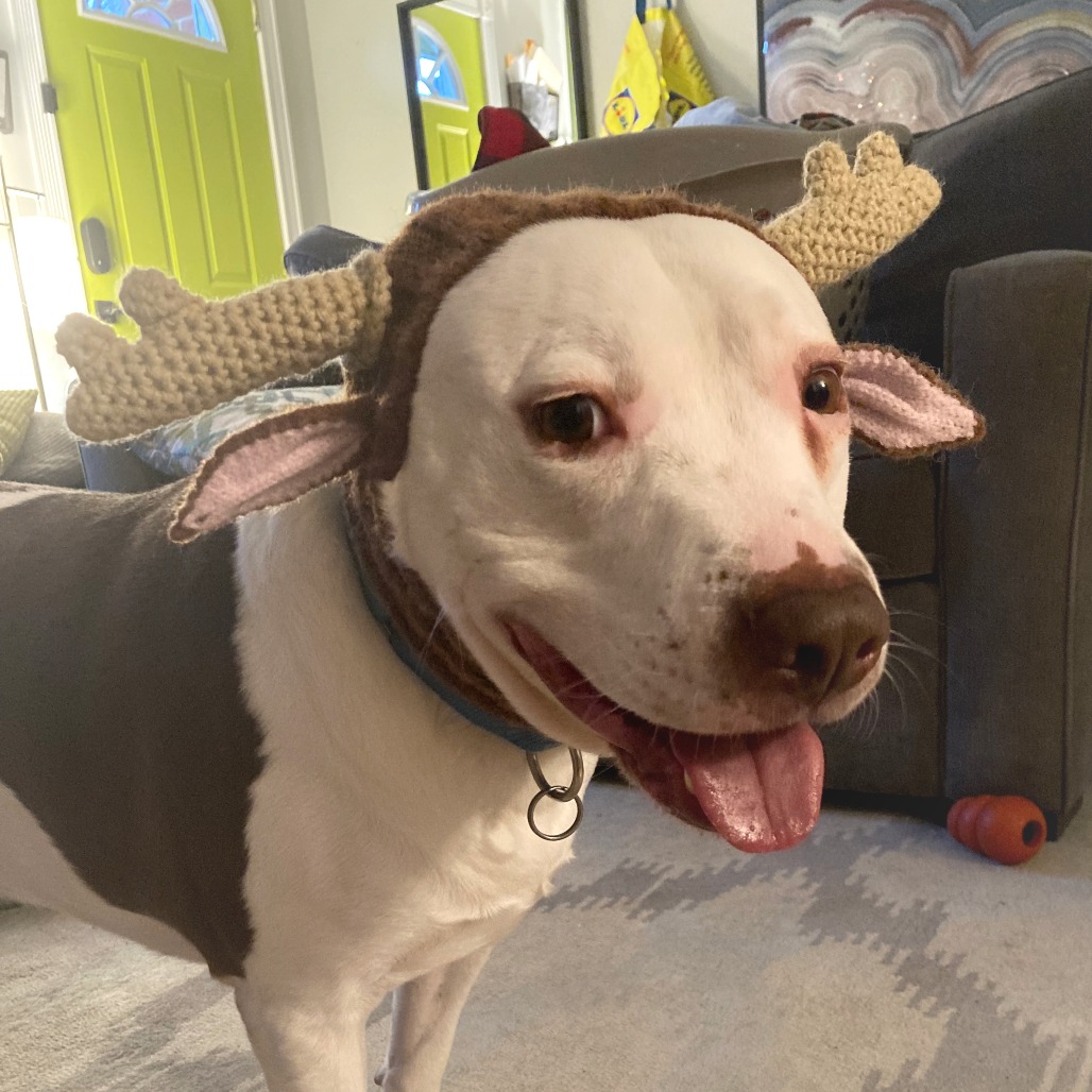 Rocco (3)