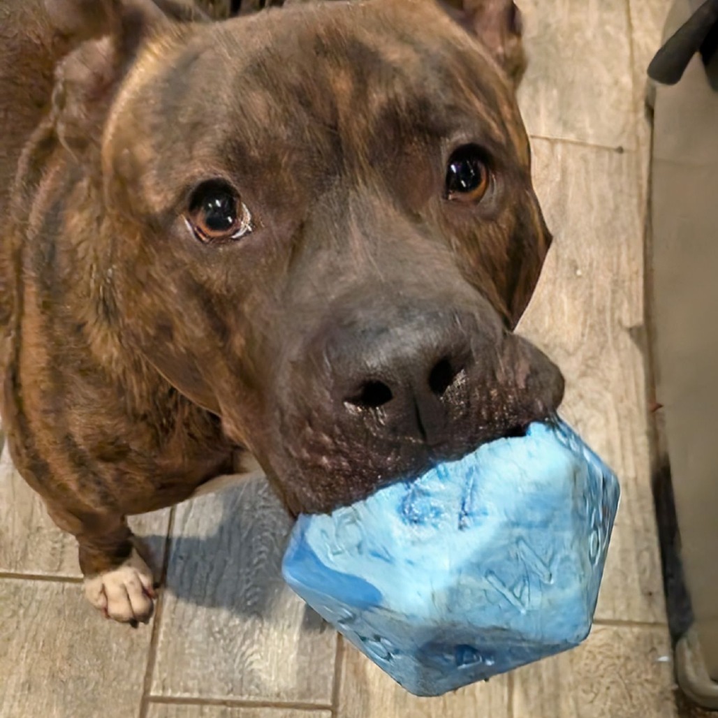 Twix (aka Roscoe) (4)