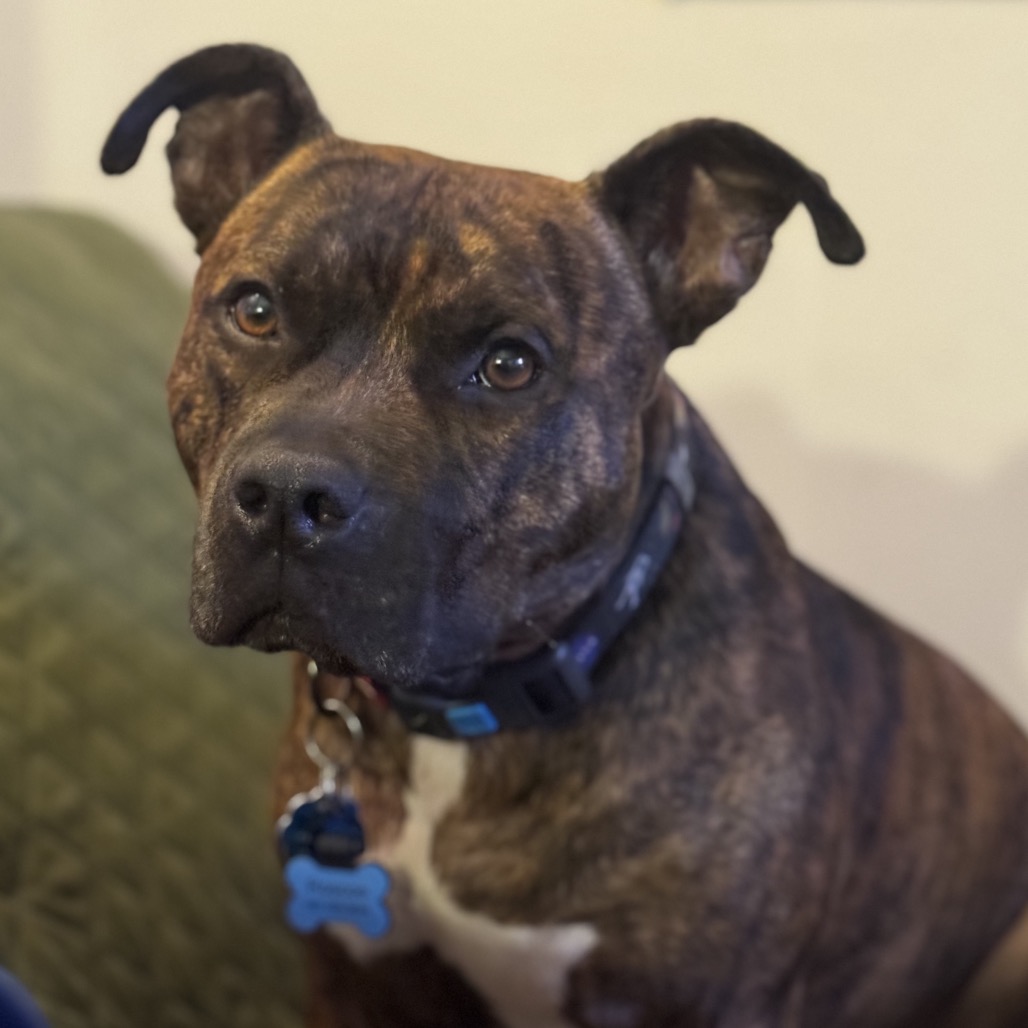Twix (aka Roscoe) (5)