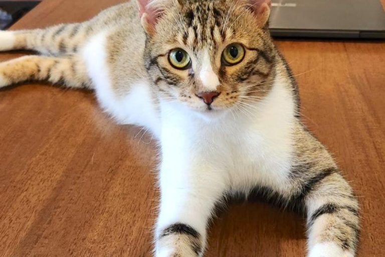 Chipie (15)