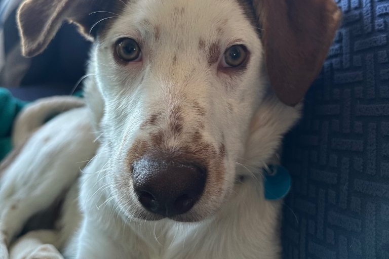 Disco puppy Boogie (4)