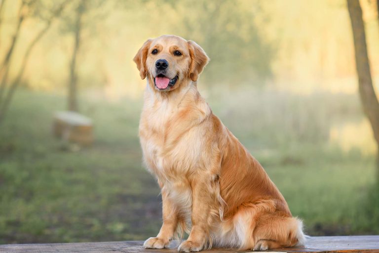 beautiful-dog-golden-retriever-labrador-sits-in-th-2023-05-13-00-32-27-utc-1.jpg